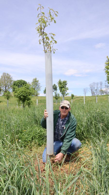 John Young pulls an invasive weed from the bottom of a tree tube in his riparian buffer.