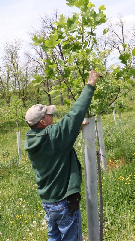 John Young reaches into a tree tube to remove a multiflora rose vine threatening a young tree.